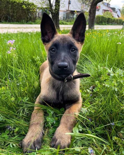 how much are belgian malinois puppies